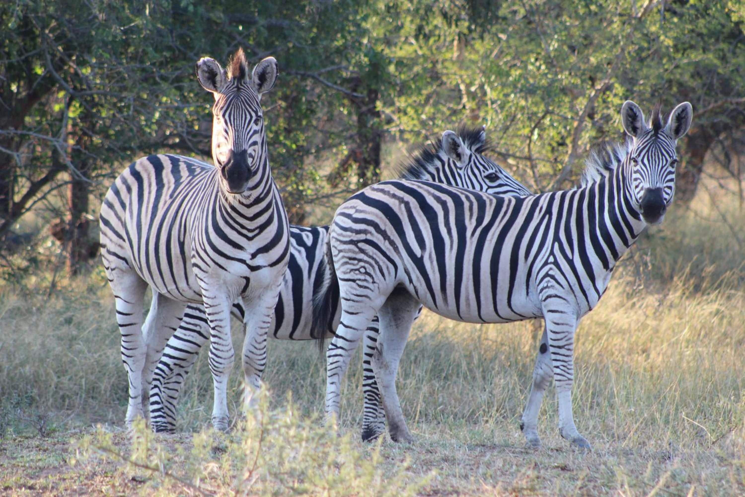Two zebras standing in a grassy area with trees in the background.