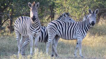 Two zebras standing in a grassy area with trees in the background.