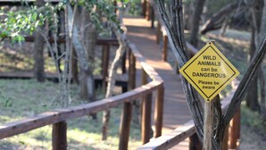A wooden boardwalk with a yellow warning sign about wild animals. - Camp Bethel (Hoedspruit)