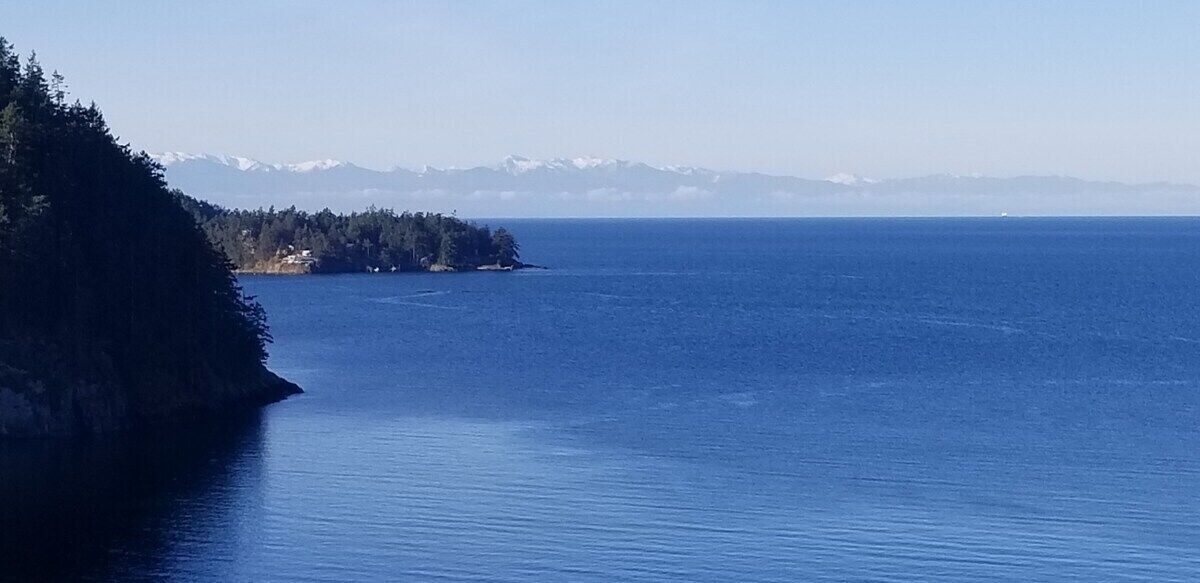 A coastal landscape with a forested area and a clear view of the ocean.