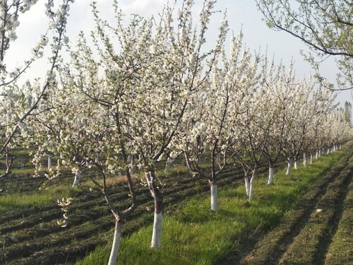 Das Kokand Bauernhaus.