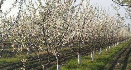 Das Kokand Bauernhaus.