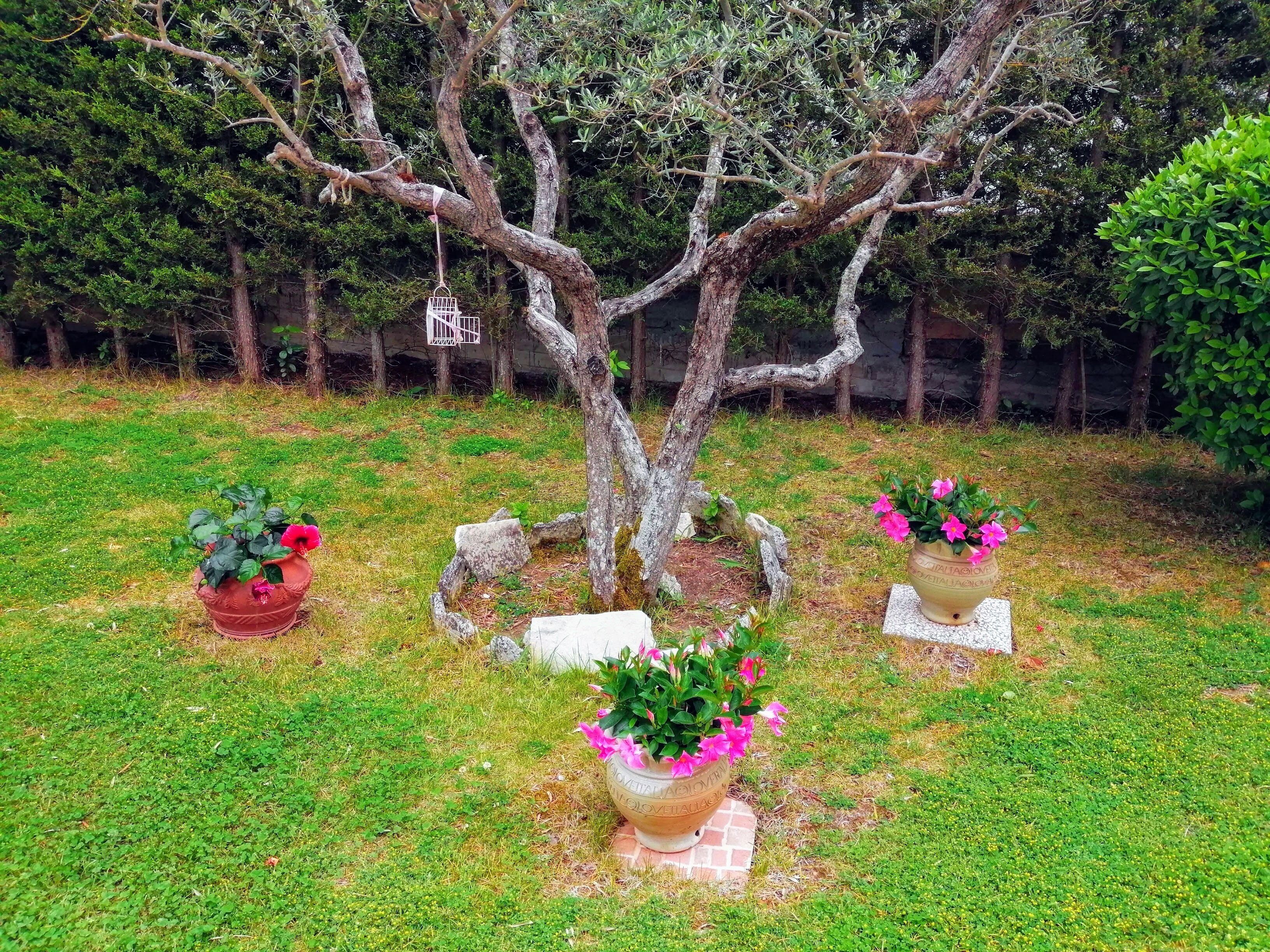 A tree with a bird feeder, surrounded by grass and potted plants.