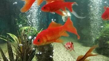An aquarium with various fish, including goldfish and a smaller striped fish.