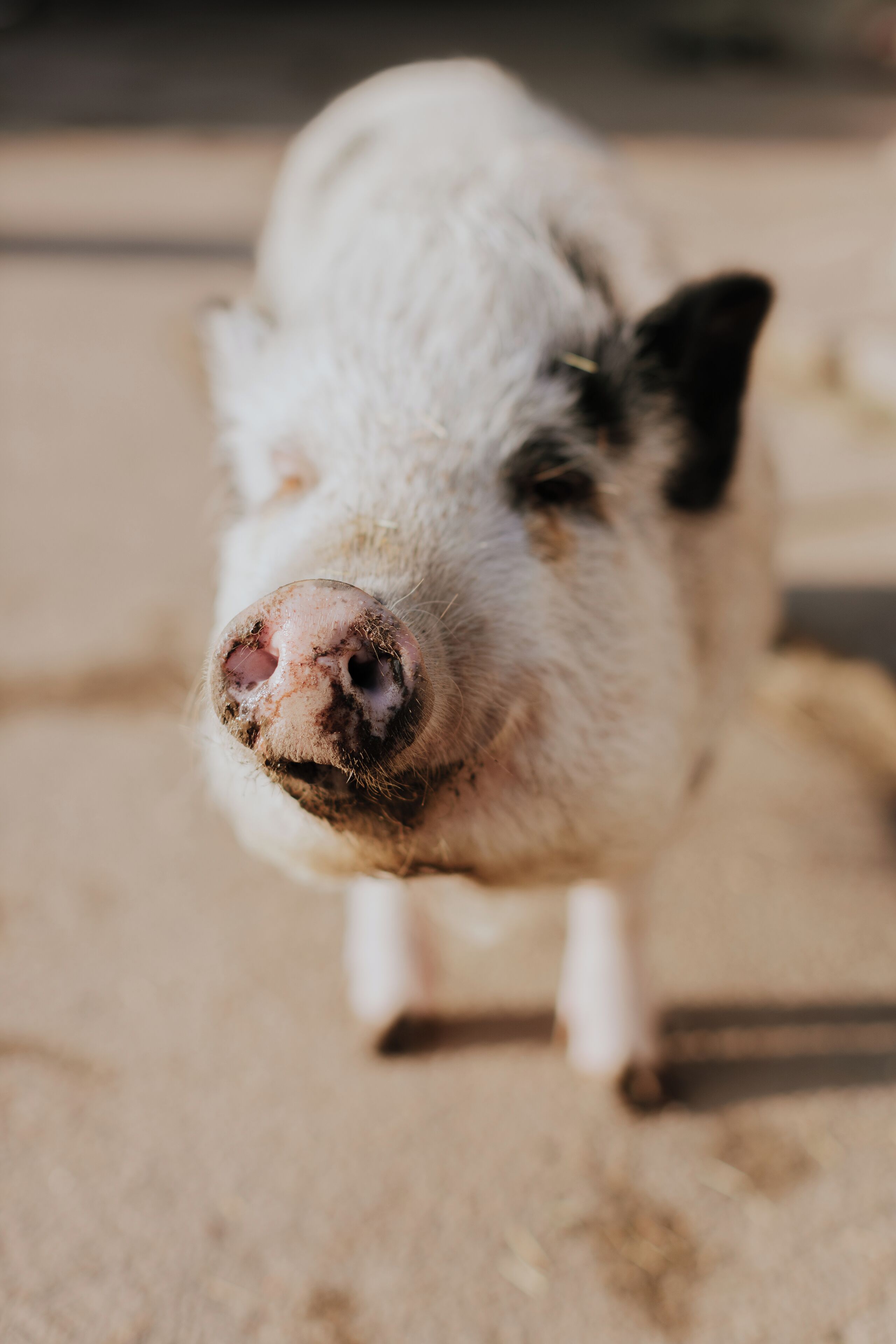 A close-up of a pig's face.