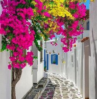 A narrow street with white buildings, a tree with pink flowers, and a cobblestone path.