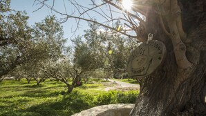 A stone archway in a park with trees and a sign hanging from a tree. - Mylos (Kissamos)