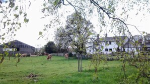 Ländliche Landschaft mit einer Wiese, ein paar Kühen und einem Bauernhof im Hintergrund.