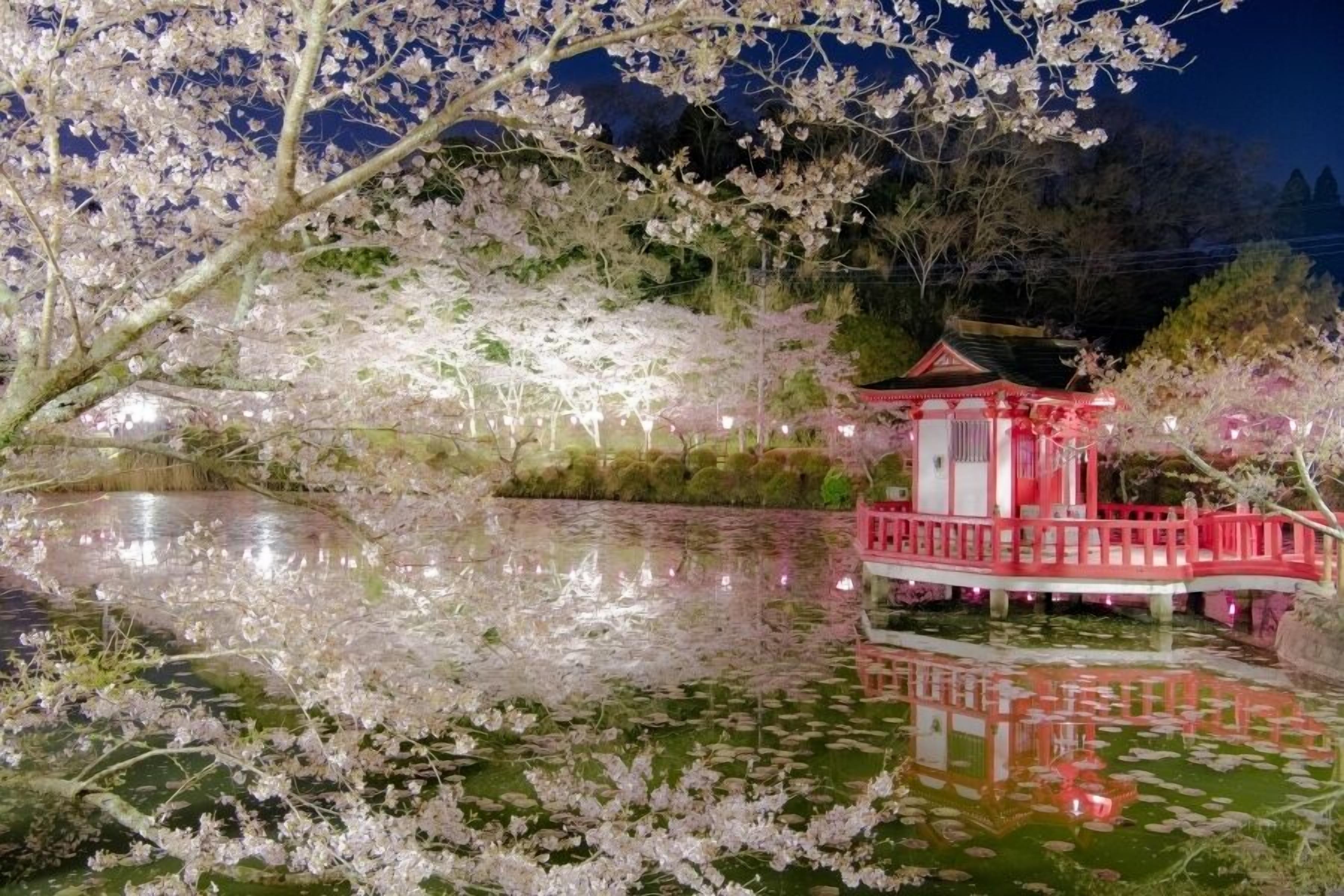 Edificio tradicional japonés con techo rojo y paredes blancas, rodeado por un estanque con flores de loto y cerezos en flor.