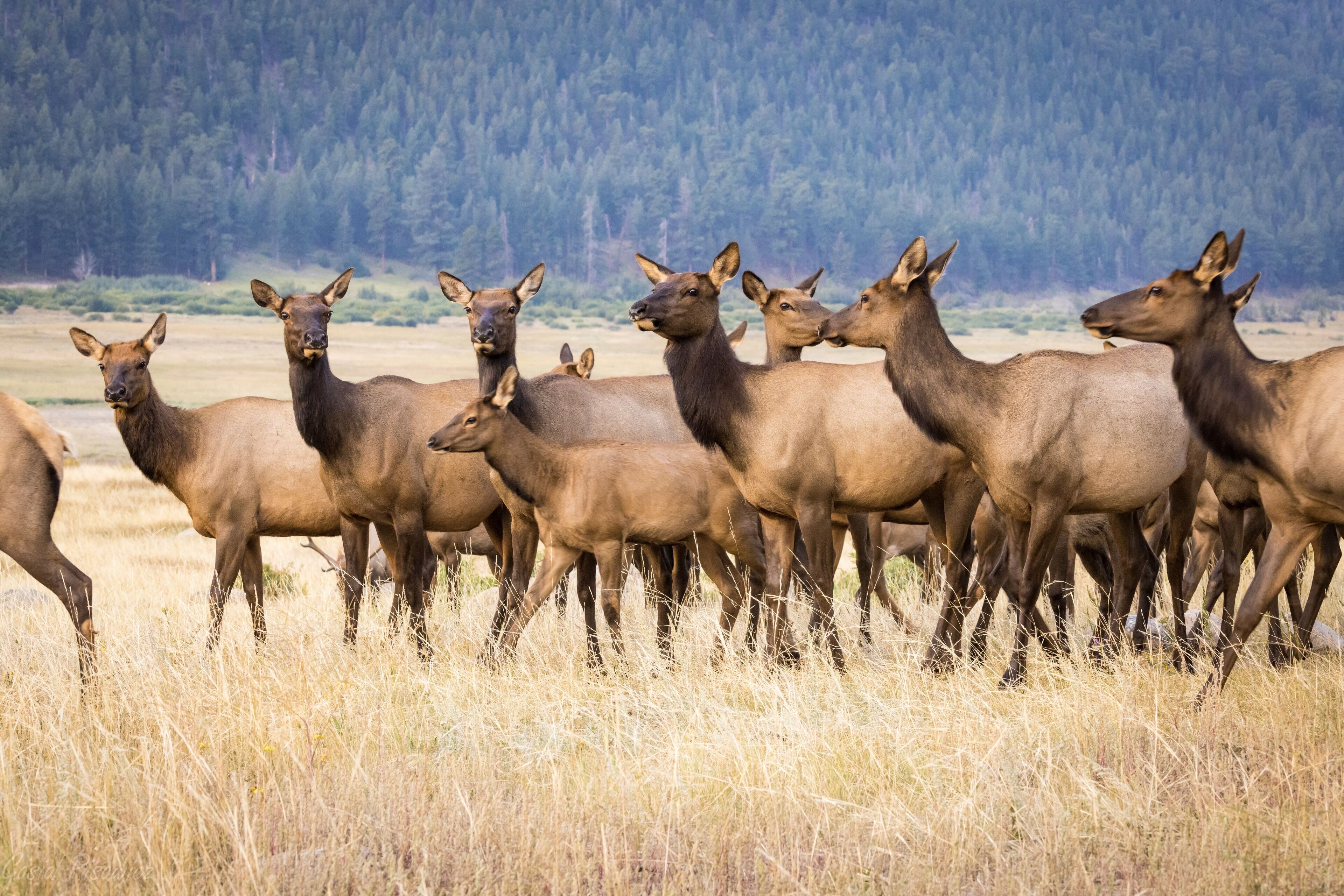 Un grupo de alces en un campo con praderas, con un bosque al fondo.