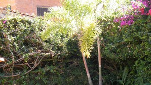 Un pati exterior amb taula i cadires, envoltat de vegetació abundant i una paret de maó.