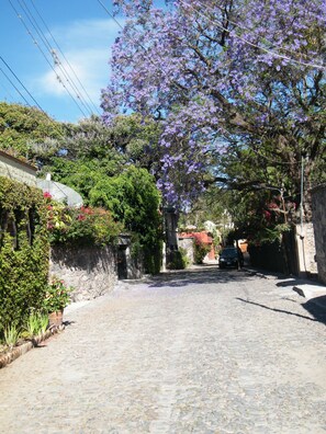 Property grounds - Ajijic Centro. Tranquility, security & privacy - Exclusive use of 34' lap pool. (Ajijic)
