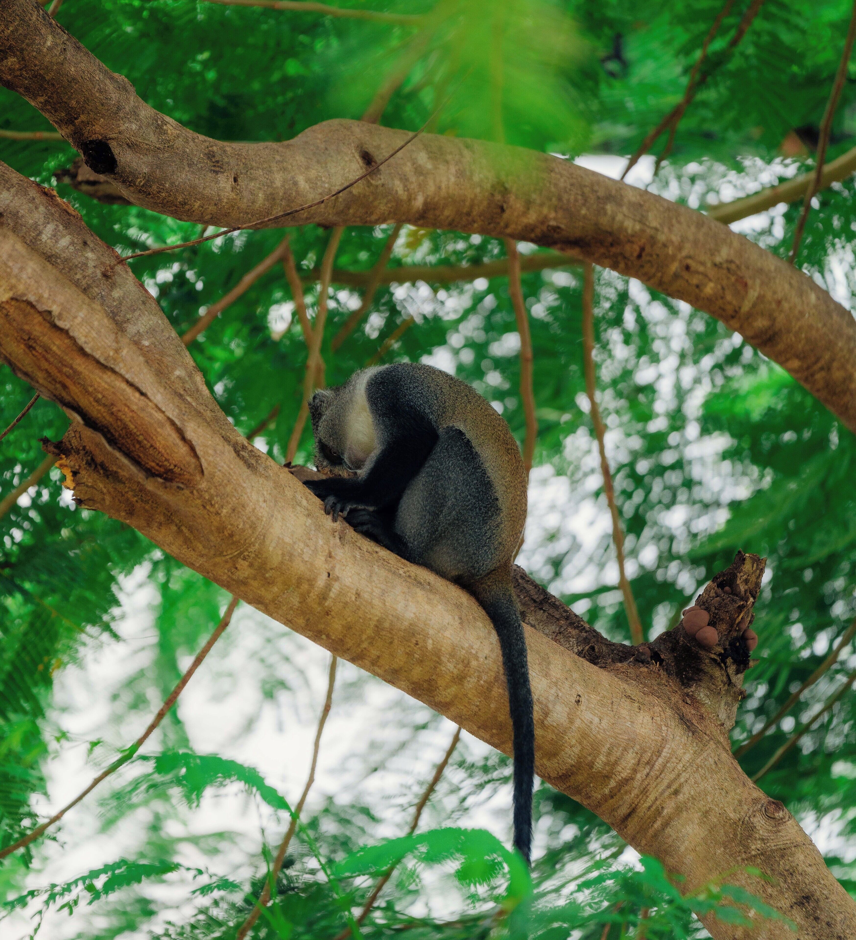 Un mono sobre una rama de árbol.