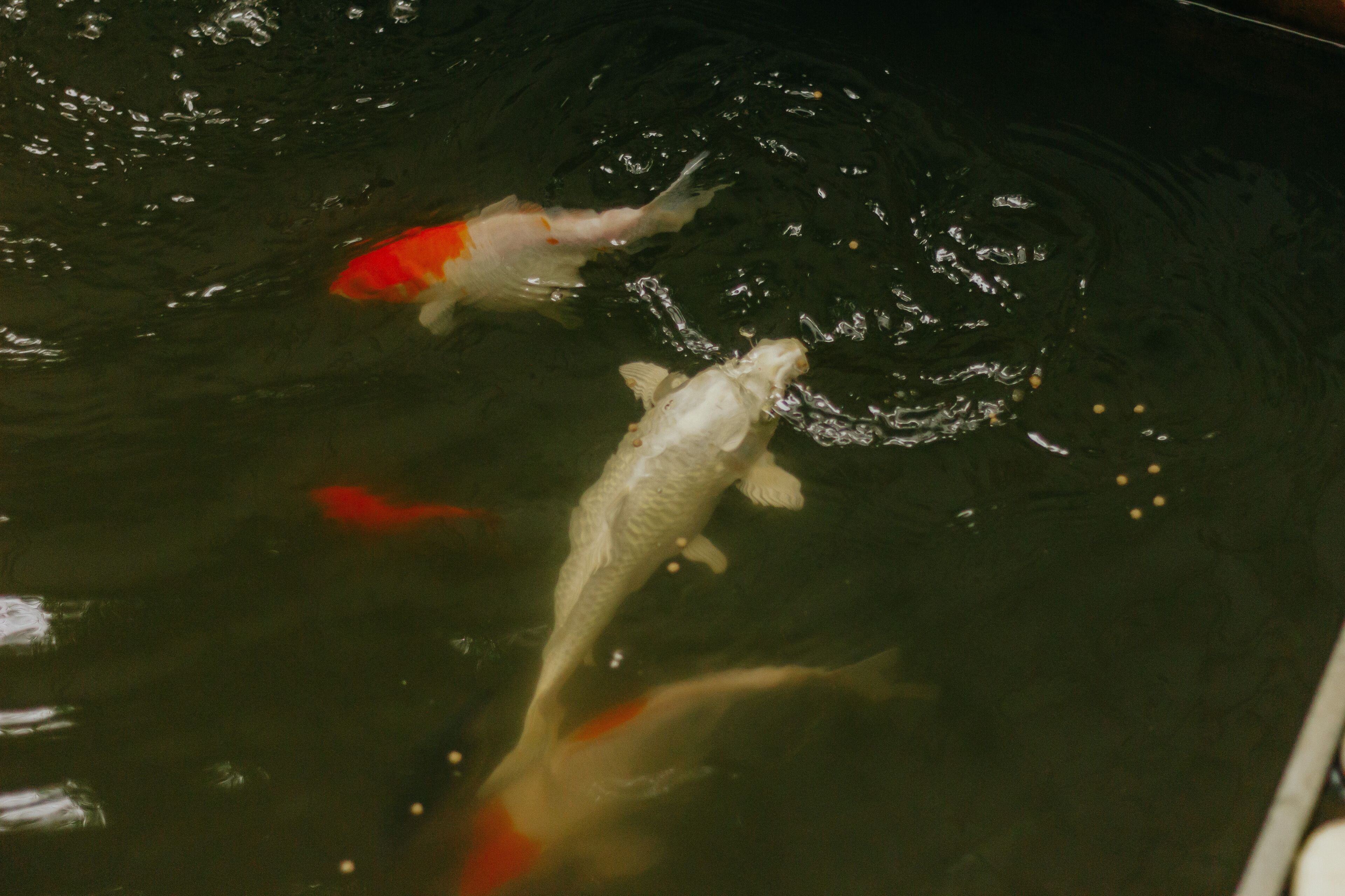 Foto - Urbanest Inn House Slipi