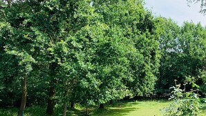 A fenced park area with dense trees and a grassy field.