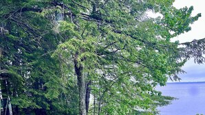 A serene lakeside setting with a wooden deck, outdoor seating, and a stone pathway leading to a rustic cabin. - Intimate cottage near Acadia national park (Mariaville)