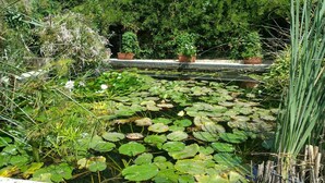 Een vijver met waterlelies, omringd door verschillende planten en bomen.