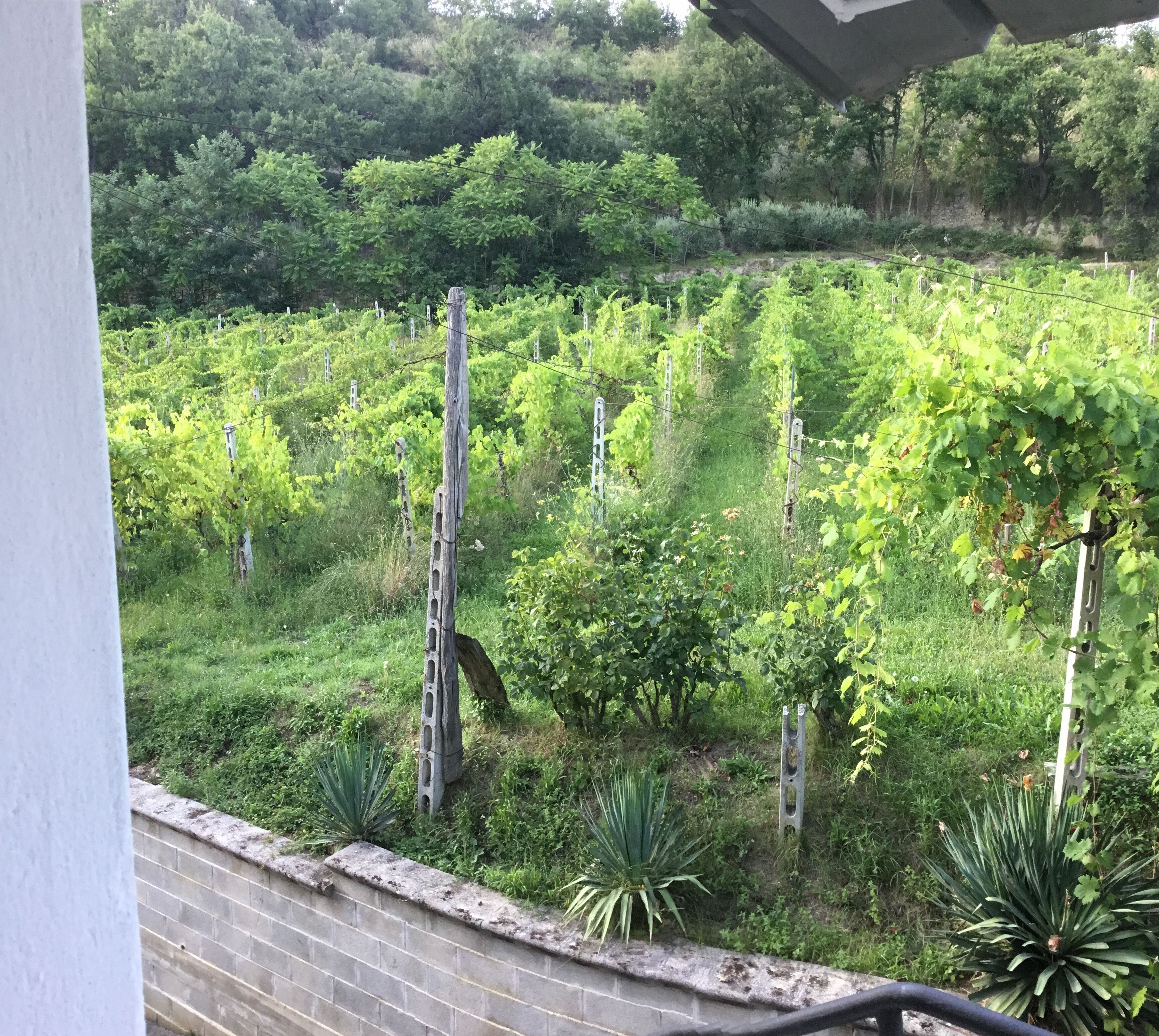 Ein Weinberg mit Reihen von Weinreben und einer Backsteinmauer im Vordergrund.