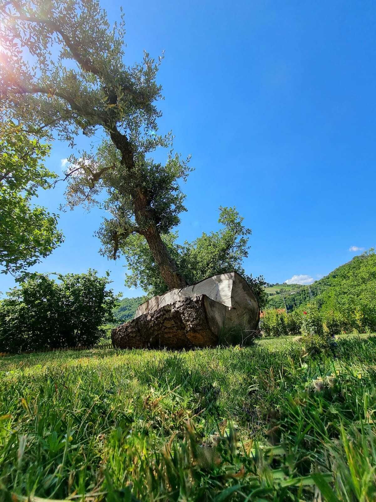 Ein Baum mit einem großen, umgestürzten Stamm in einer grünen Wiese.