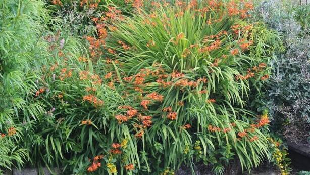Un jardín con diversas plantas y flores, incluidas flores anaranjadas y amarillas.