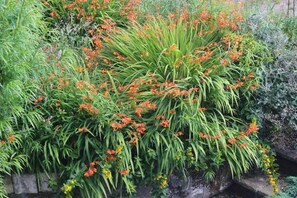 Garden - Bryncoch (Llanelli)