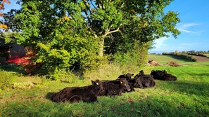 Immagine non classificata, 4 di 21, pulsante