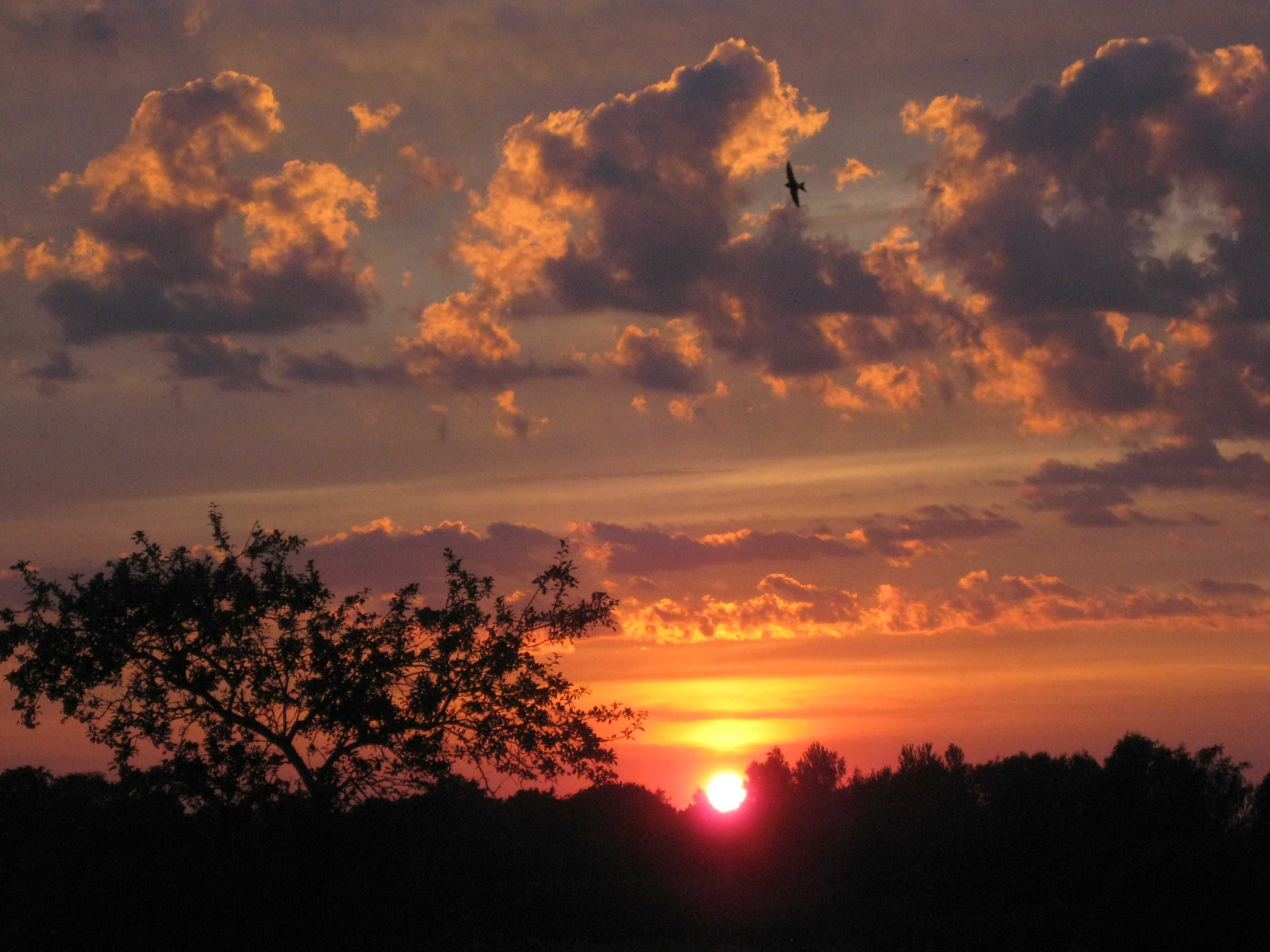 Un coucher de soleil avec des nuages et la silhouette d’un arbre.