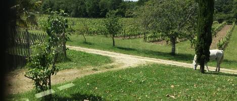 Àrea exterior de l'allotjament