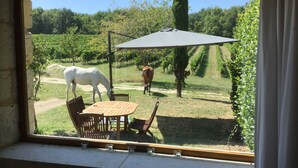 A window view of a vineyard with a white horse and a brown horse grazing.