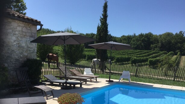 A swimming pool with lounge chairs and umbrellas, surrounded by a stone wall and a fence, with a vineyard in the background.