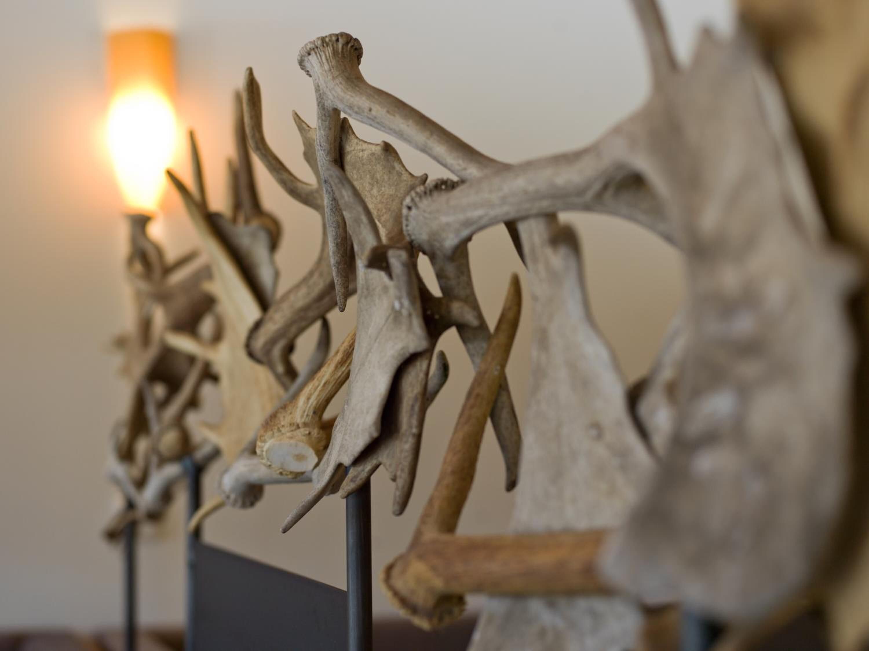 A display of antler specimens.