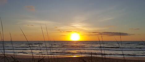 Escena de playa con el sol poniéndose sobre el océano, olas y hierbas marinas.