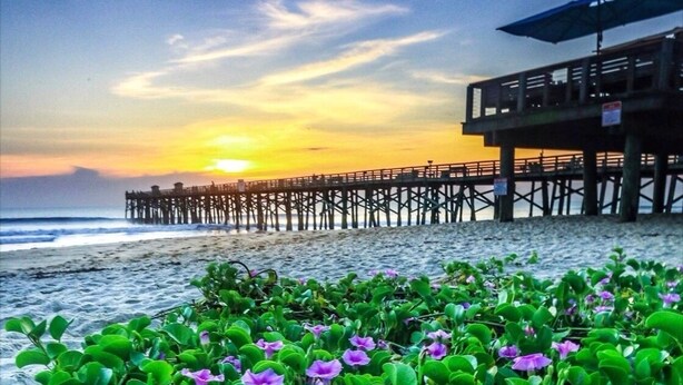 Een strand met paarse bloemen en een pier op de achtergrond.