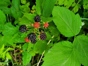 Blackberry plants thrive in this lush garden setting.