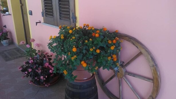 A potted plant with orange flowers in front of a building with a pink wall and a wooden wheel. - B&B Tatti (Nughedu Santa Vittoria)