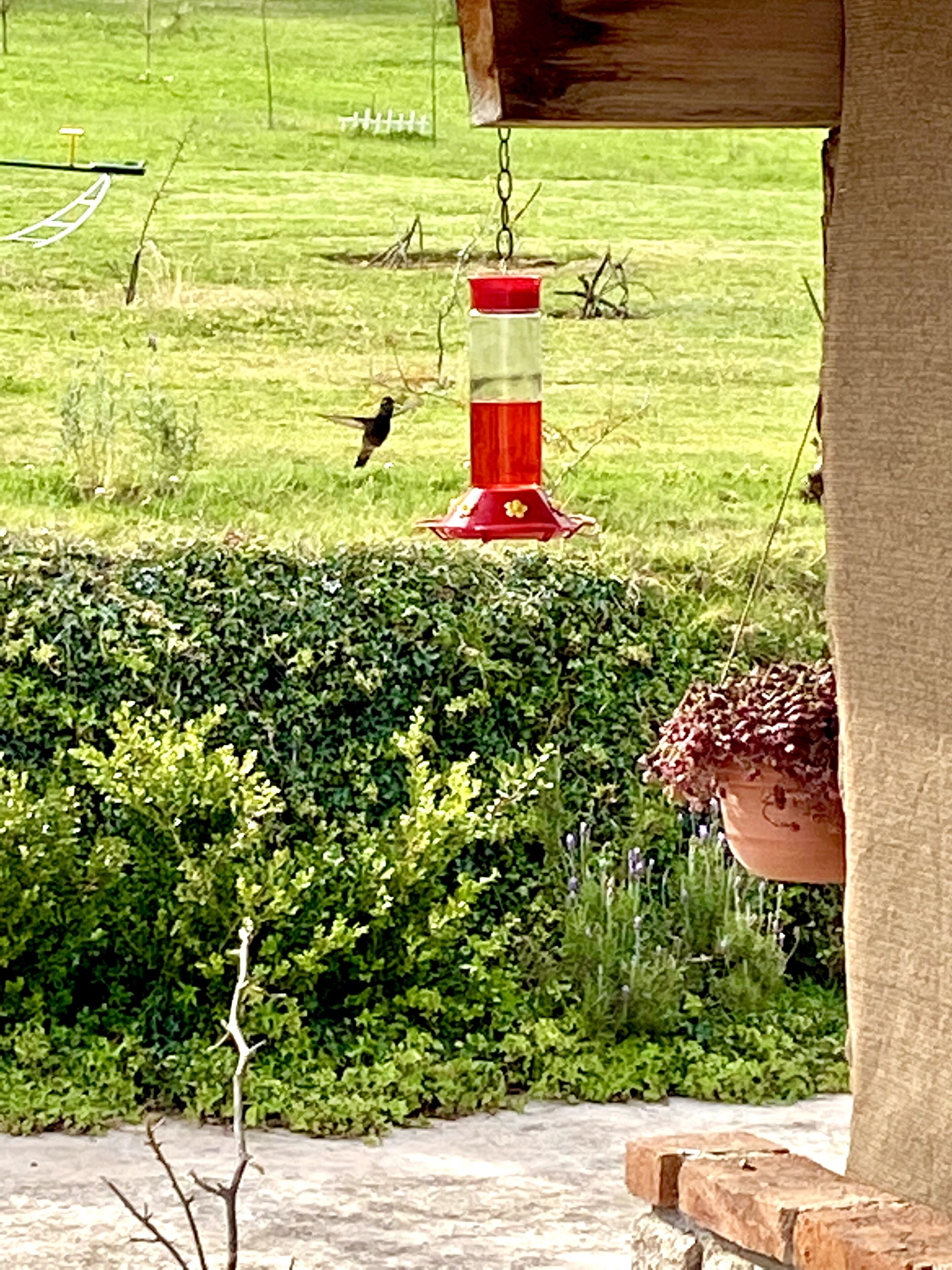 A bird feeder on a wooden post, a potted plant, and a hedge in a garden setting.
