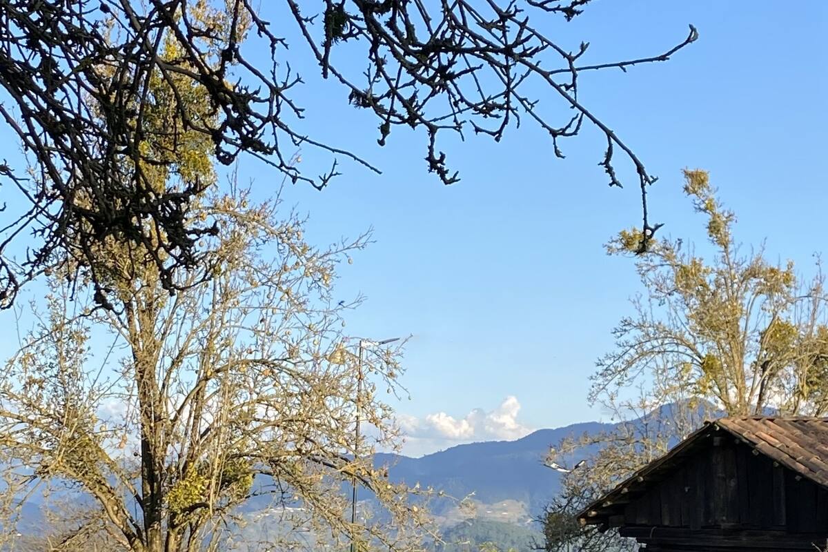 A rural landscape with a wooden house, a tree, and a mountain in the background.