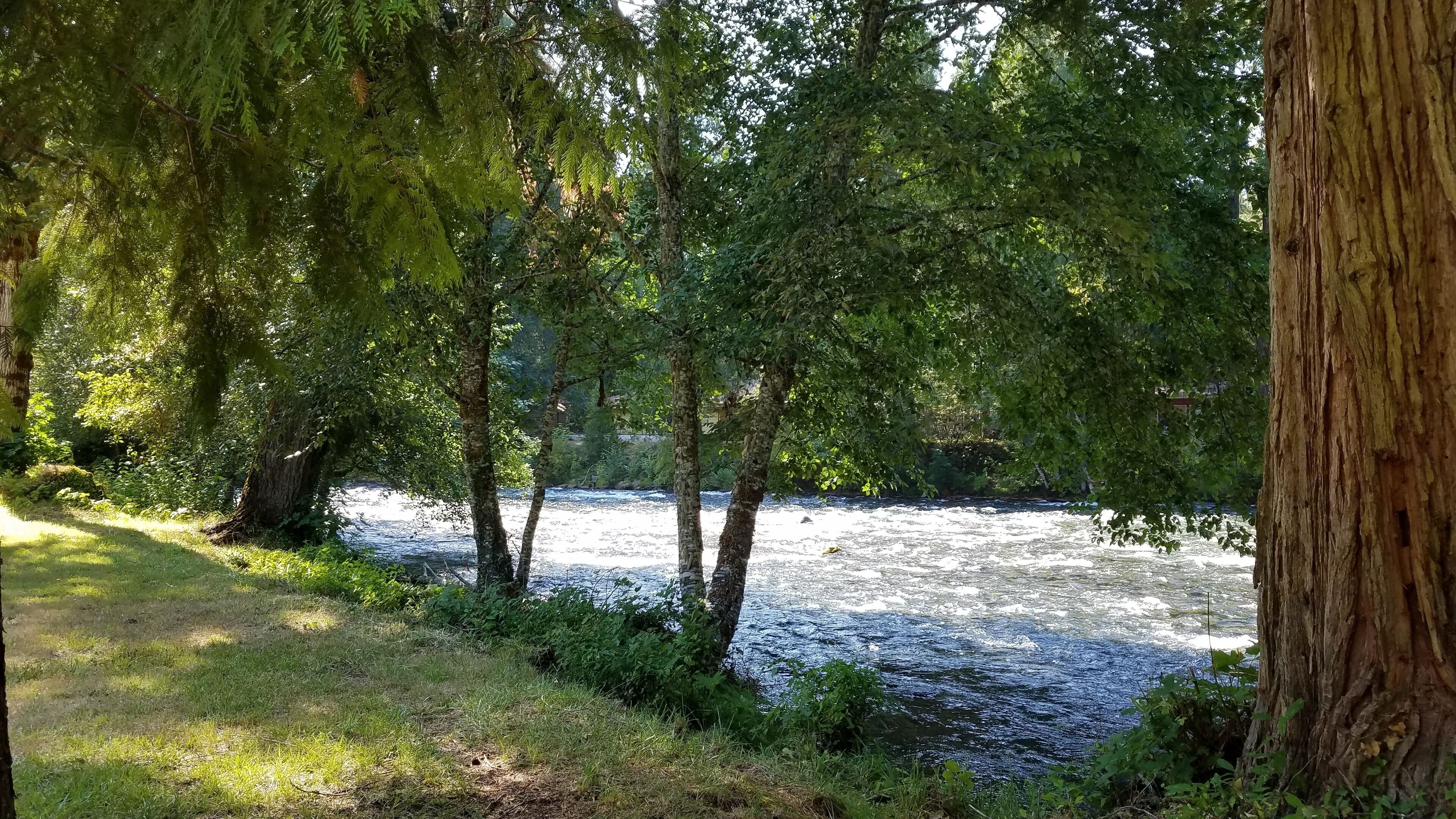 A river flowing through a wooded area with trees and grass along the banks.