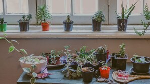 Variedad de plantas en macetas dispuestas en un alféizar y una mesa.
