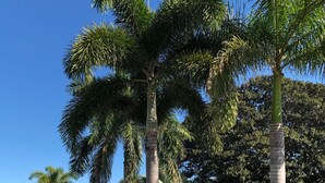 Ein gepflegter Garten mit Palmen und verschiedenen Sträuchern.