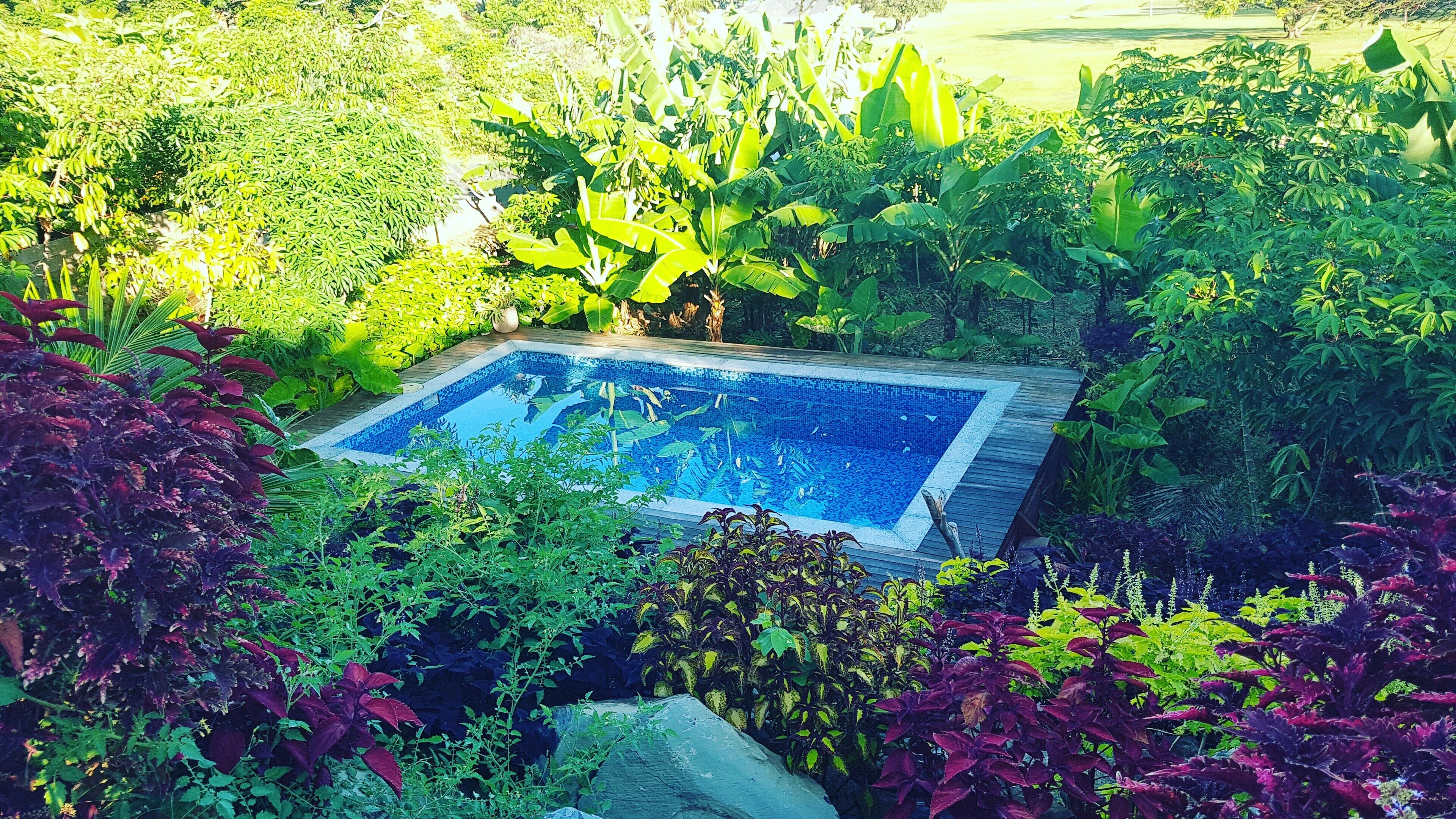 Une piscine rectangulaire entourée d’une végétation luxuriante et de différentes espèces de plantes.