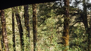 A person sitting in a hot tub surrounded by trees. - Maruia River Retreat (Shenandoah)