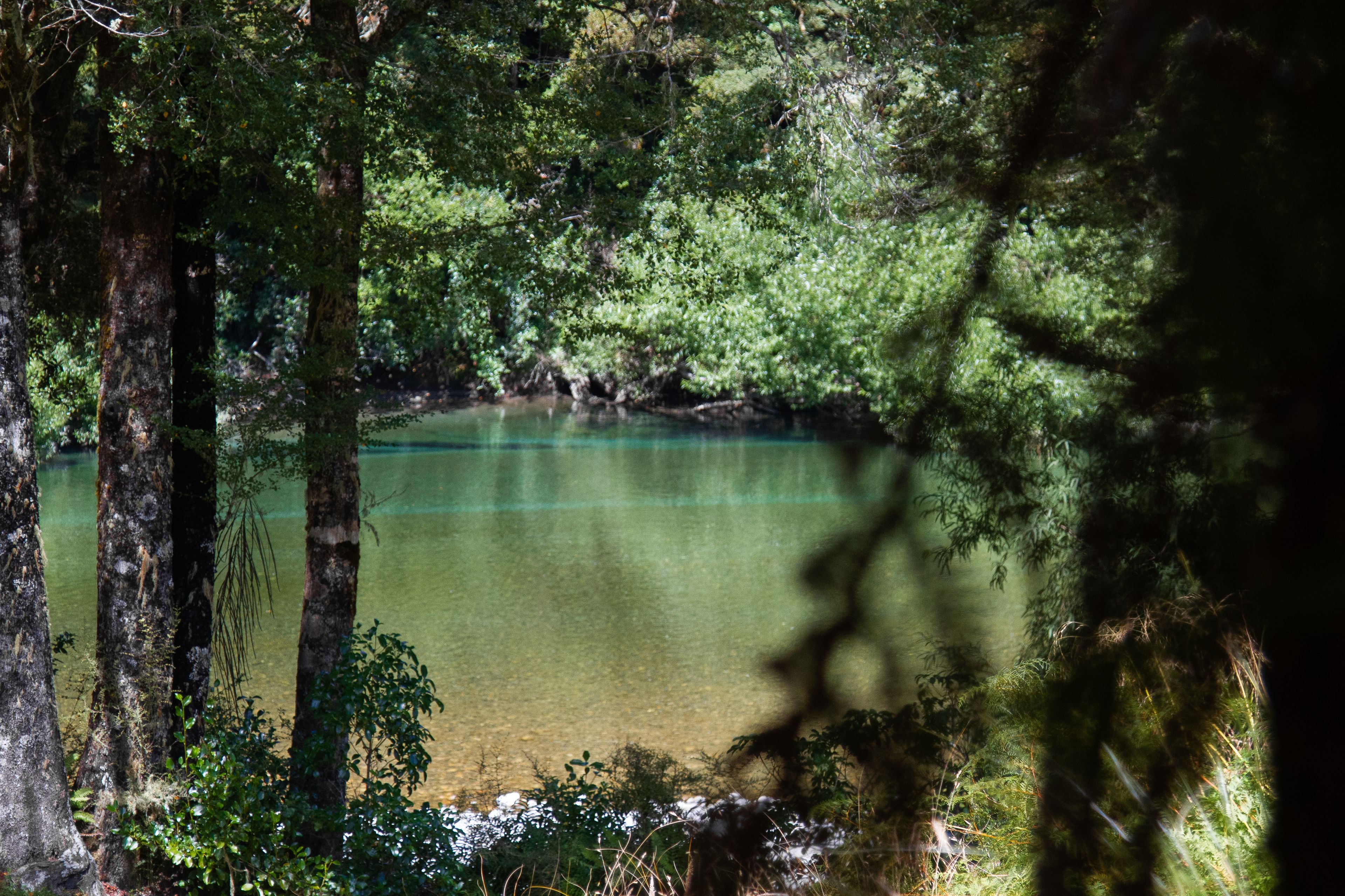 A natural landscape with a clear water body surrounded by dense forest.