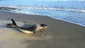 A seal on a sandy beach with ocean waves in the background. - Freycinet Dream (Coles Bay)