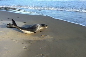 Beach nearby, white sand - Freycinet Dream (Coles Bay)