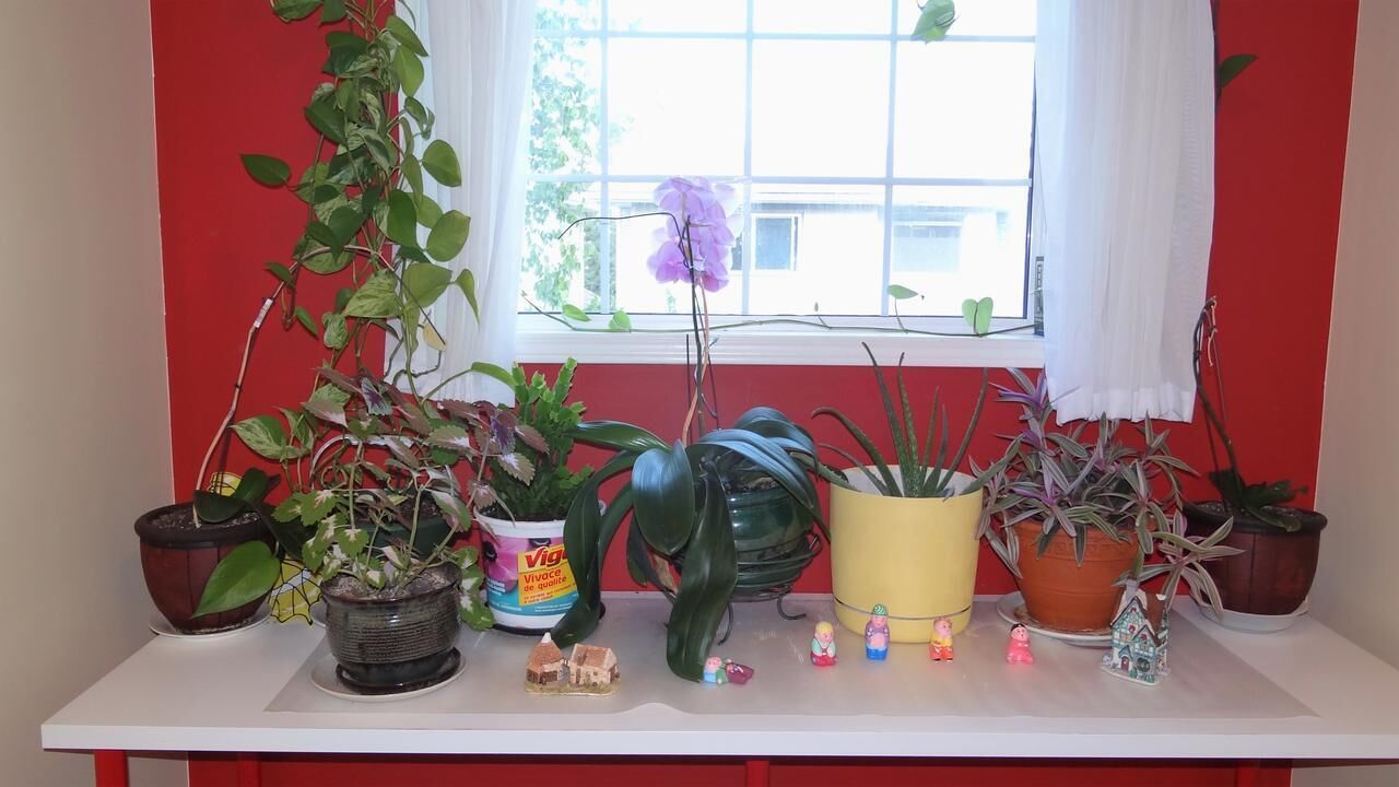 Foto - Brother Li Homestay