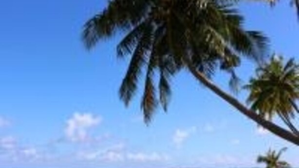 A beach with clear turquoise water and palm trees. - Rosemary Boutique (Maafushi)