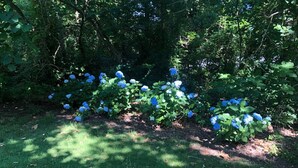 A garden with hydrangea bushes and a grassy area. - The Cottage - 2 miles to I-65 (Montevallo)