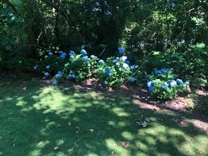 A garden with hydrangea bushes and a grassy area. - The Cottage - 2 miles to I-65 (Montevallo)