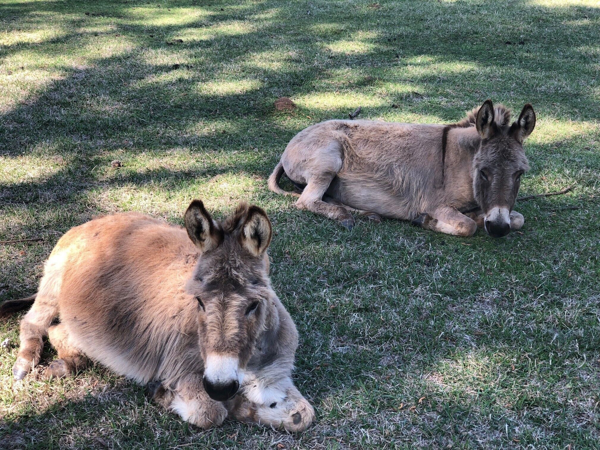 Two donkeys lying on a grassy field.